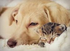 Veterinaria